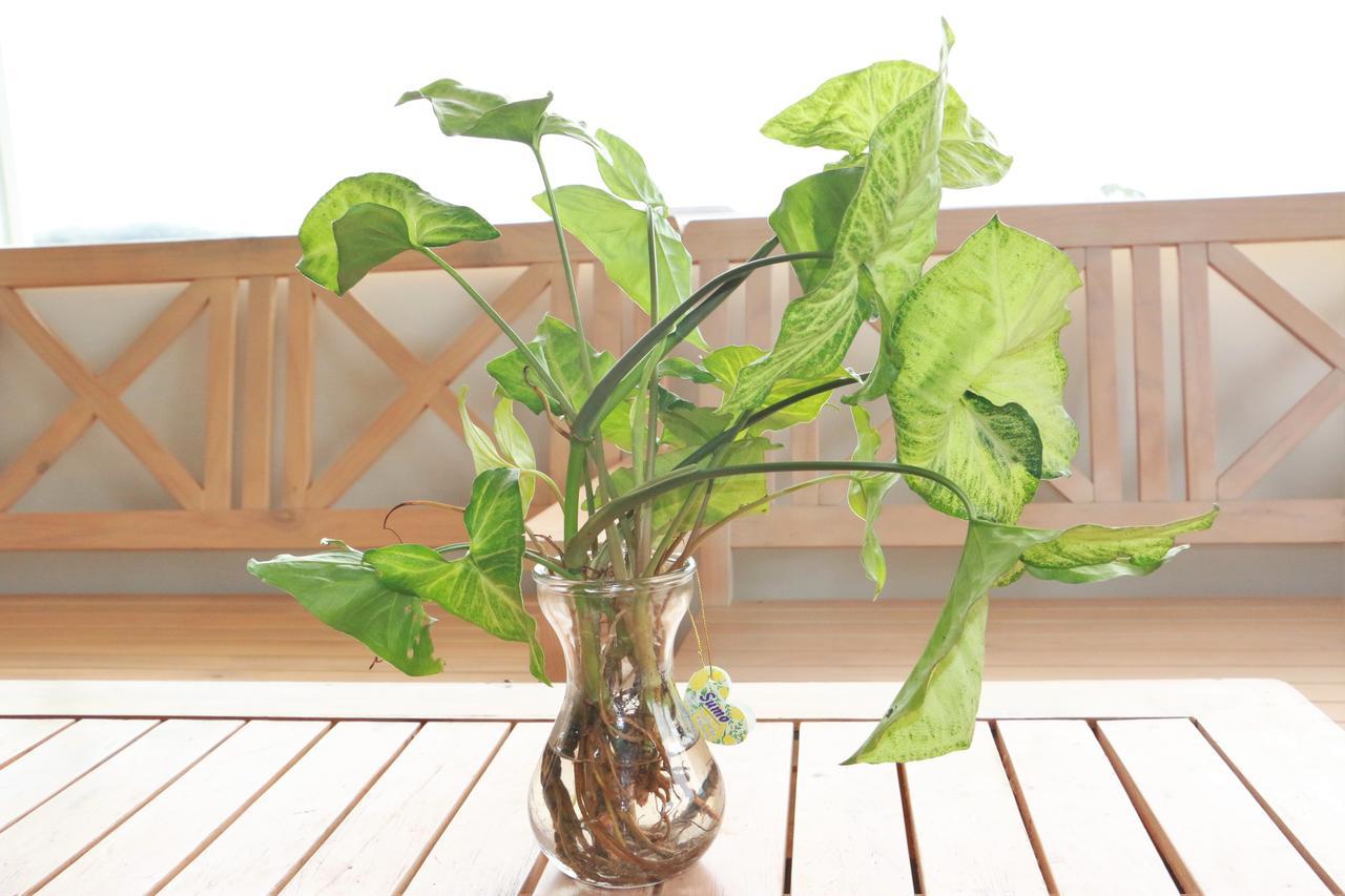 Dalat Eco Home Ngoại thất bức ảnh